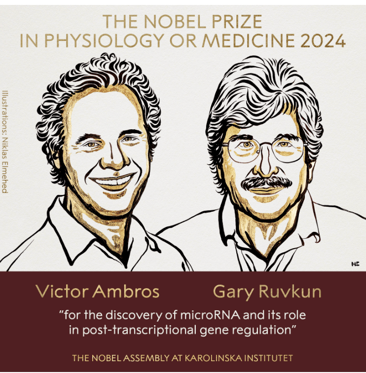 2024-cü il Tibb üzrə Nobel mükafatına layiq görülən elmi kəşf: MikroRNT`lərin və onların gen ekspressiyasının tənzimlənməsindəki rolunun&nbsp;kəşfi