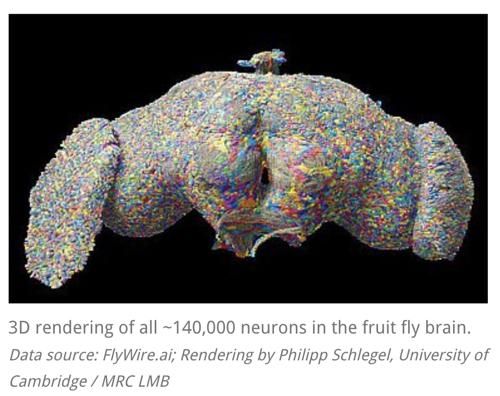 Alimlər ilk dəfə olaraq bir orqanizmin beynindəki neyronlar arası əlaqələrin tam xəritəsini&nbsp;çıxarıblar.